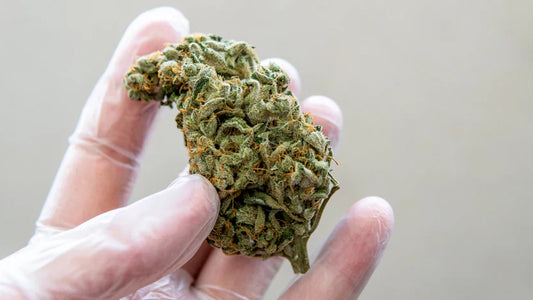 How to Instantly Recognize the Best THCA Flower on the Market