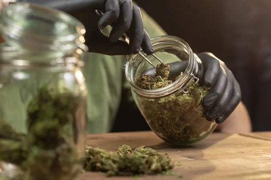 Quick Tricks for Identifying High-Quality THCA Flower Every Time