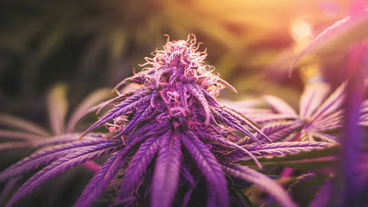 5 Reasons Pack Mule Adventurers Choose Mule Fuel for Long Trips