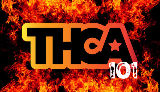 THCA Flower 101: Instantly Spot Top-Shelf Buds Like a Pro