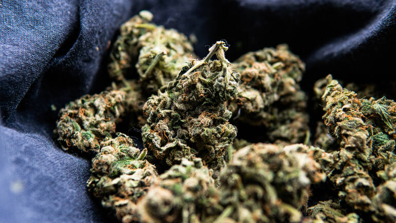 THCA Flower Quality Check: What to See, Smell, and Feel