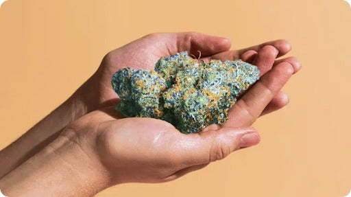 The Buyer's Guide to Instantly Spotting Great THCA Flower