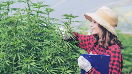 Is Your THCA Flower Worth It? How to Tell Right Away
