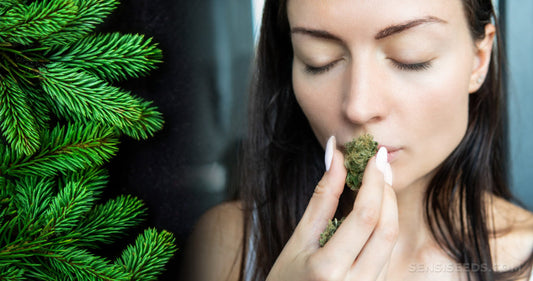 The Athlete's Edge: Utilizing High THCA Strains for Post-Workout Recovery