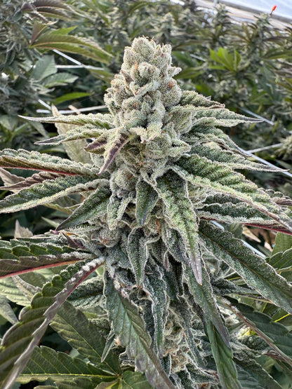 Amor de Uva Flower