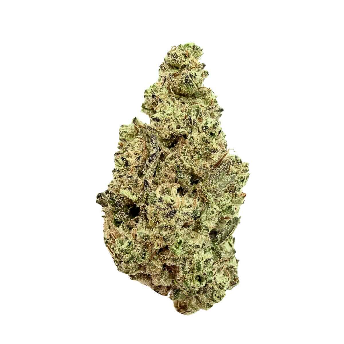 Government Oasis *NEW*