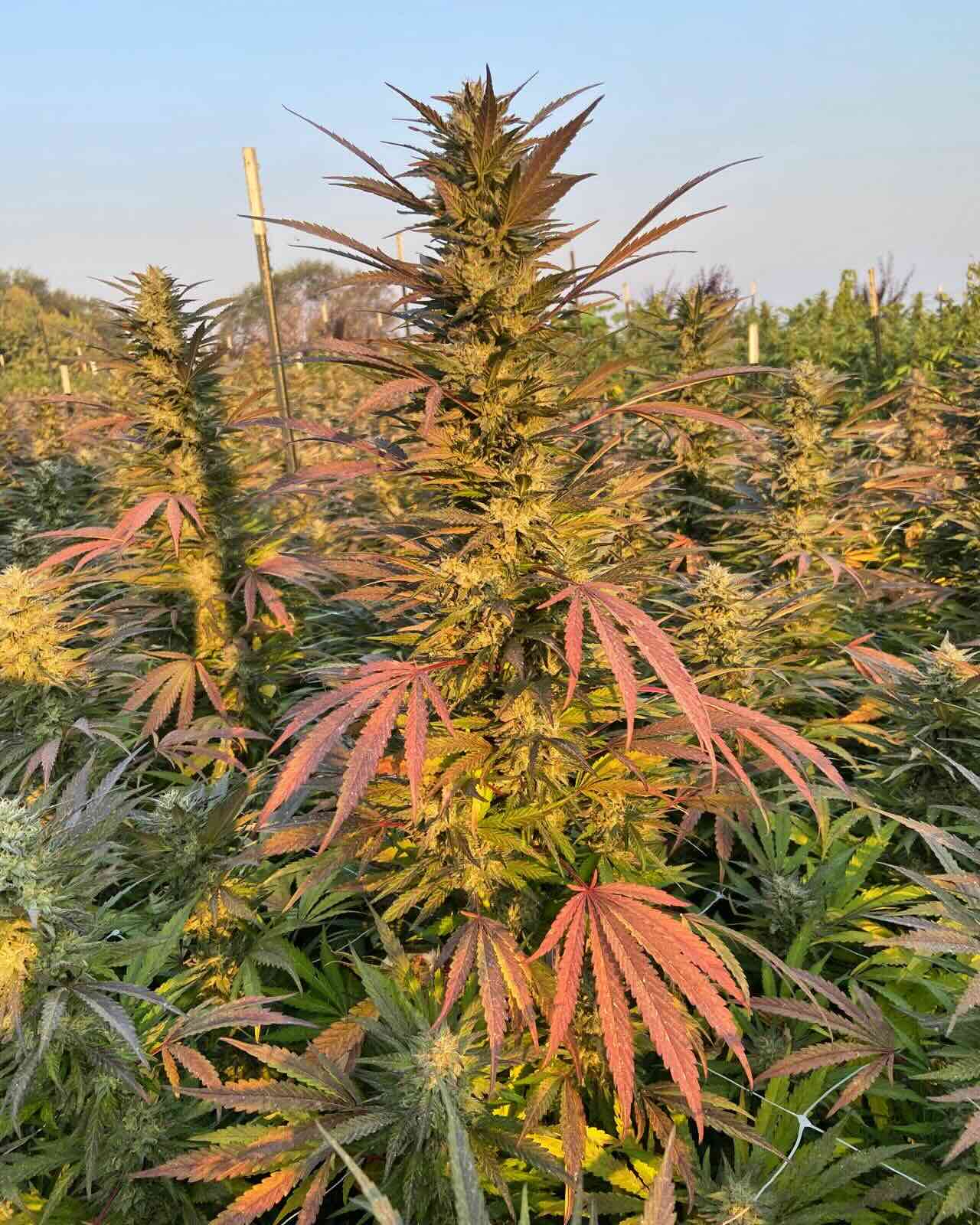 Hemp flower plant