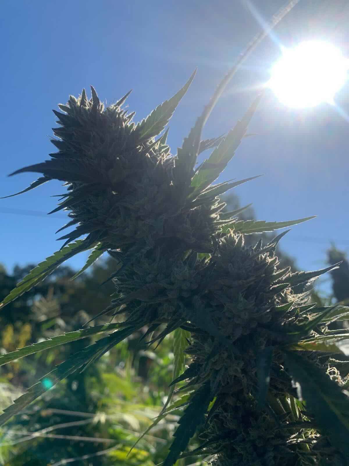 hemp flower cultivation