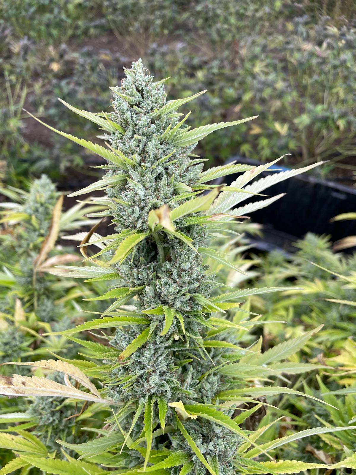 hemp plant