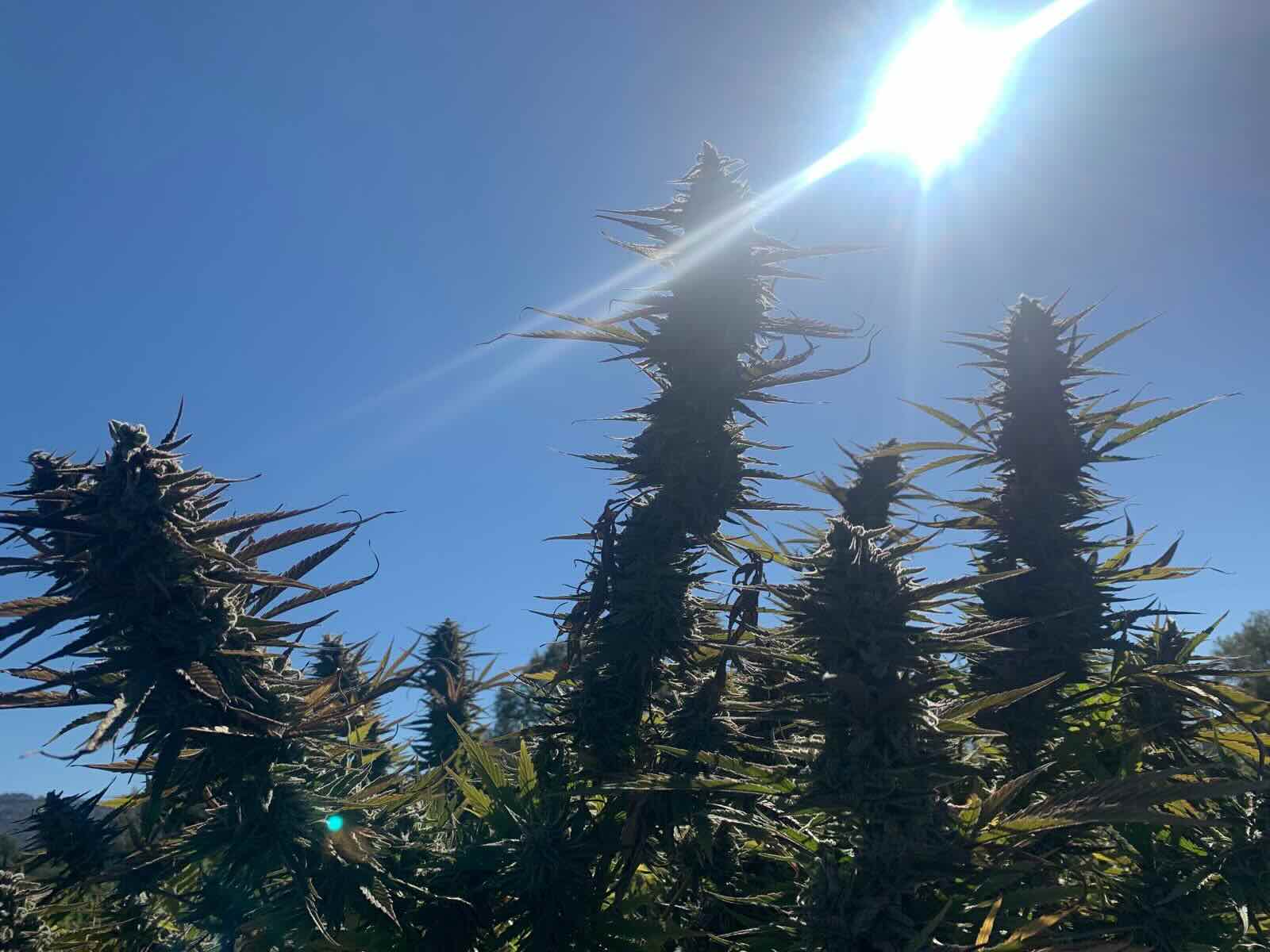 sun-grown hemp plants