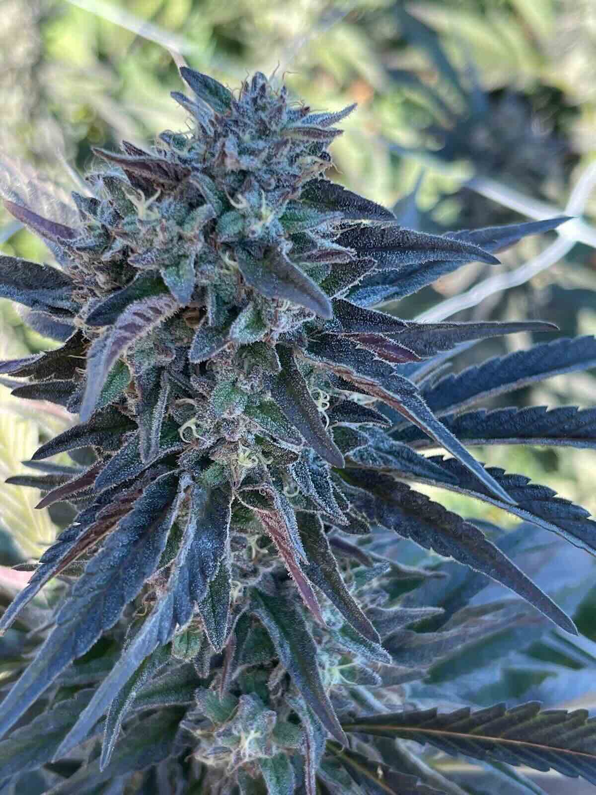 hemp plant