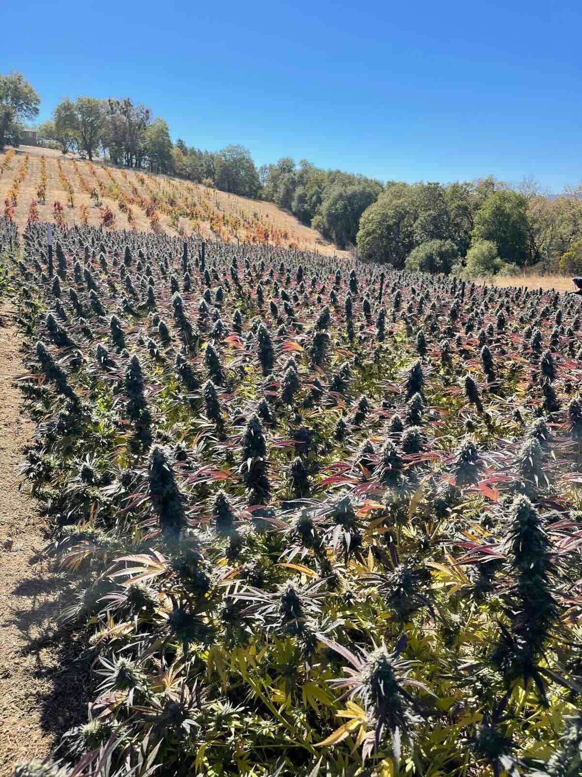 cultivation of hemp flower